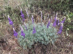 Lupinus excubitus austromontanus