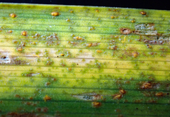 Puccinia hemerocallidis