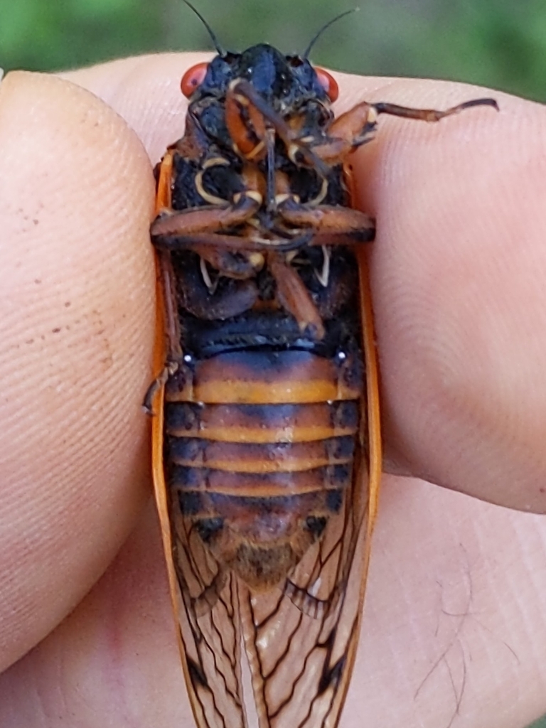 Magicicada neotredecim
