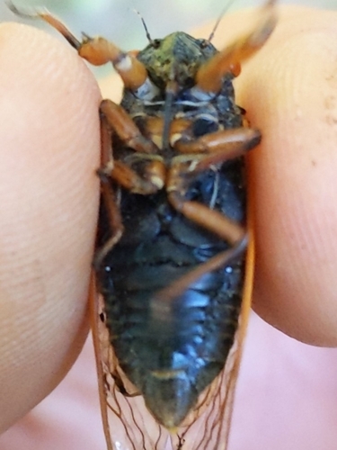 Cassin's 13-Year Cicada photo 3