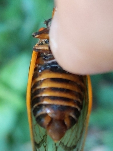 Neotredecim Periodical Cicada photo 3
