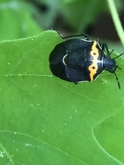 Cosmopepla conspicillaris