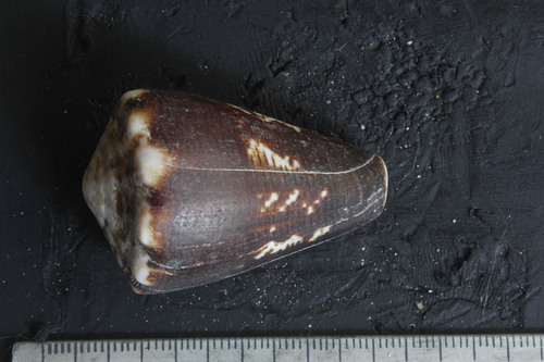 Conus brunneus