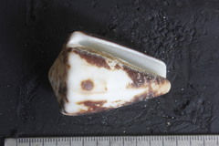 Conus brunneus