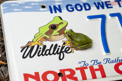Pine barrens tree frog photographed in New Jersey