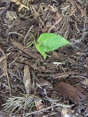 Acer macrophyllum