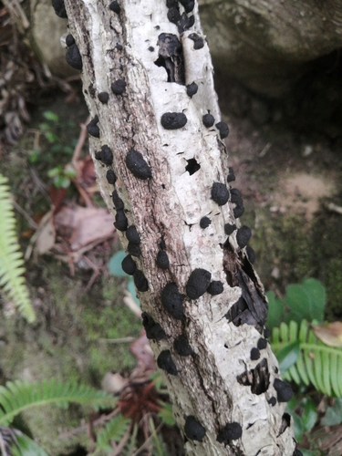Annulohypoxylon truncatum