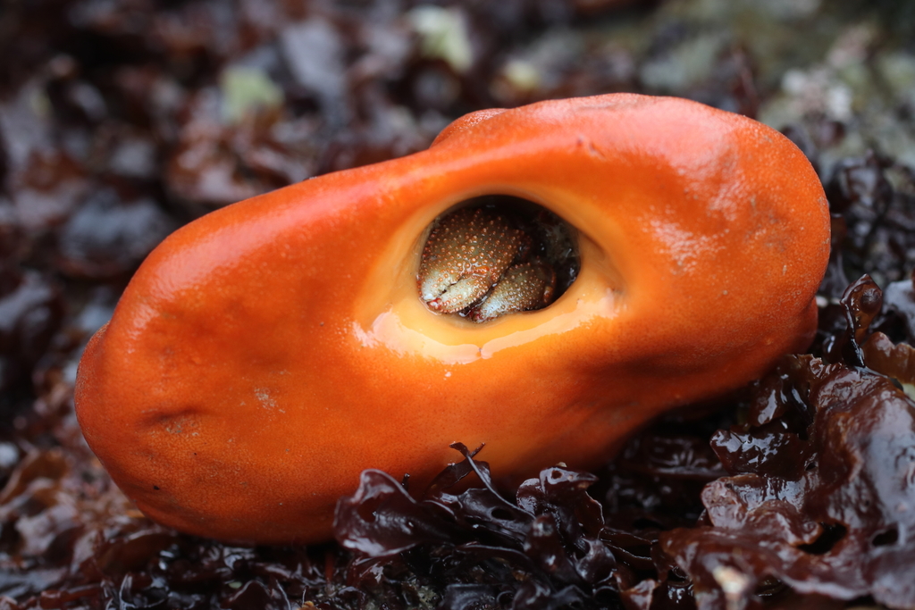 hermit crab sponge