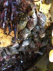 Acanthinucella punctulata