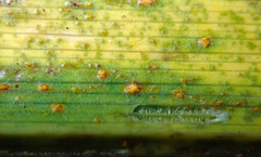 Puccinia hemerocallidis
