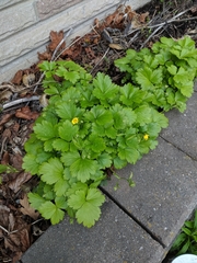 Waldsteinia fragarioides