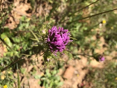 Castilleja exserta
