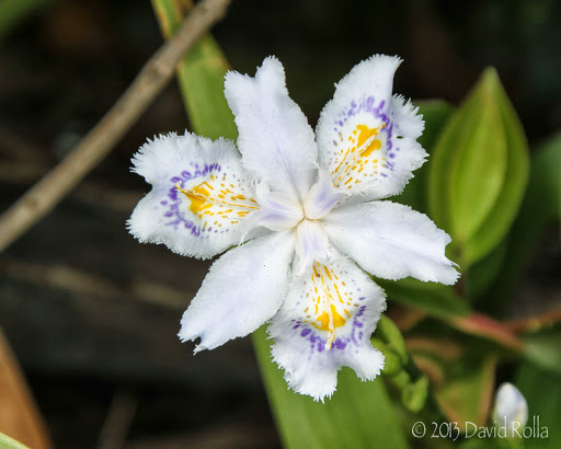 Iris Crestado (Iris japonica) · NaturaLista Colombia