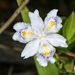 Iris japonica - Photo (c) 104623964081378888743,  זכויות יוצרים חלקיות (CC BY-NC), uploaded by David R