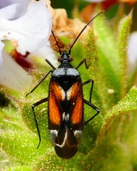 Macrotylus vanduzeei