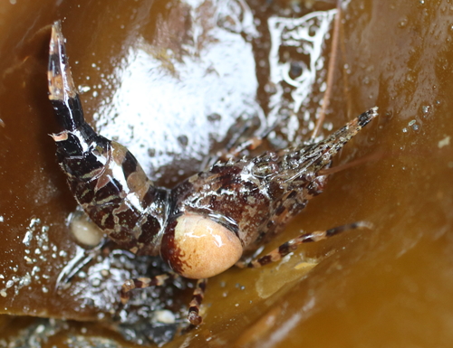 Bopyroides