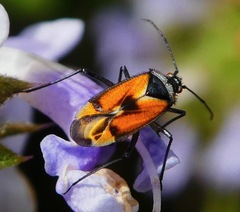 Macrotylus vanduzeei