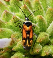 Macrotylus vanduzeei