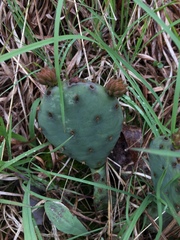 Opuntia cespitosa
