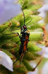 Macrotylus vanduzeei