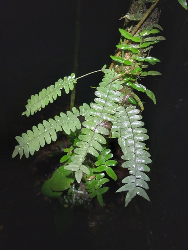 Arthropteris palisotii (Arthropteris palisotii)
