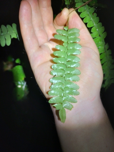 Image of Lesser Creeping Fern (Arthropteris palisotii) by (c) Matthew Borella, some rights reserved (CC BY)