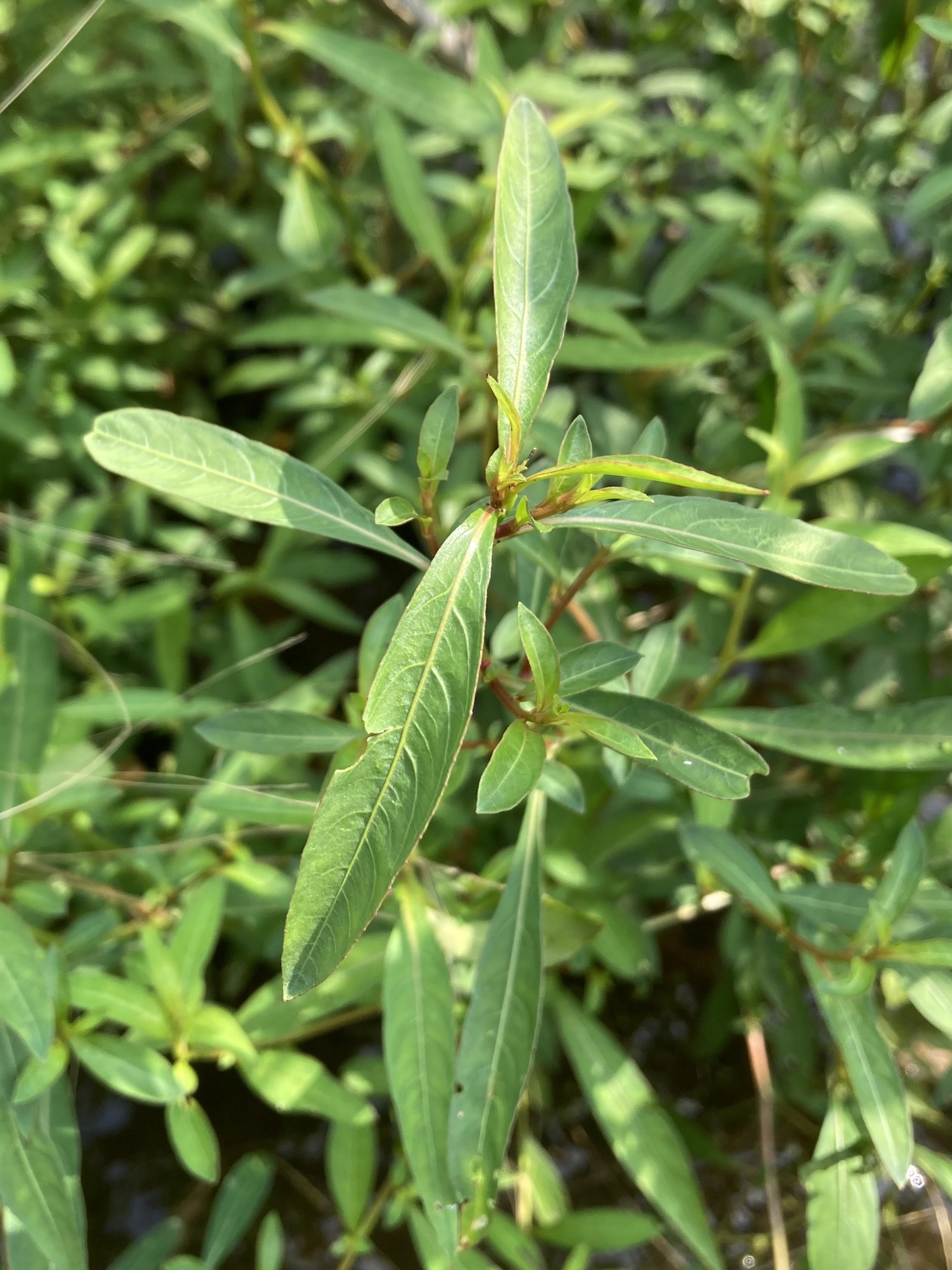 Imagem de Ludwigia glandulosa é conhecida como "Ludwígia"