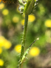 Amsinckia spectabilis