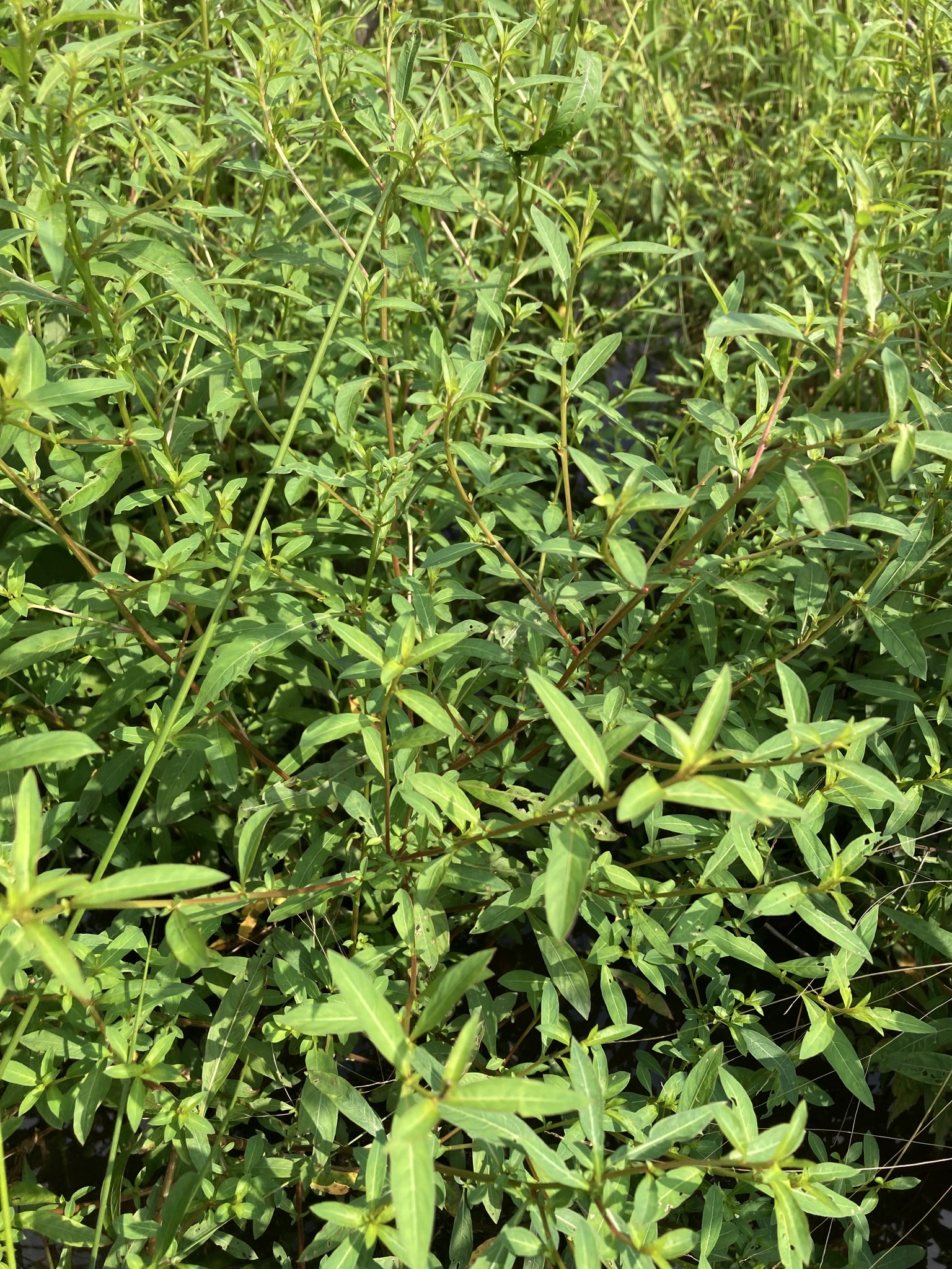 Imagem de Ludwigia glandulosa é conhecida como "Ludwígia"