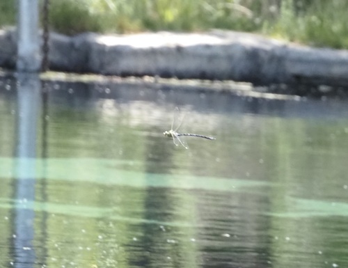 Giant Darner photo 5