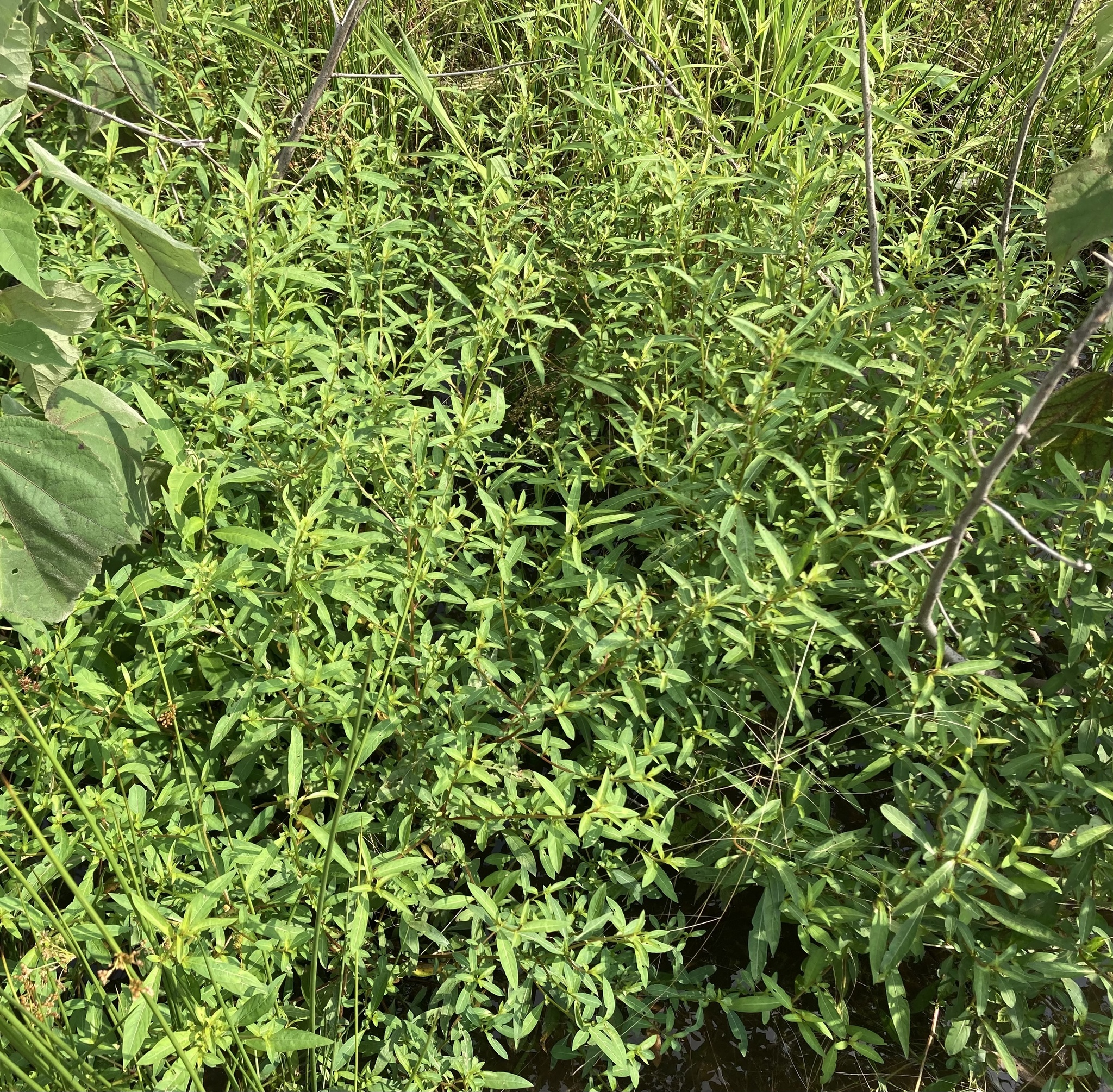 Imagem de Ludwigia glandulosa é conhecida como "Ludwígia"