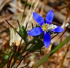 Eriastrum sapphirinum