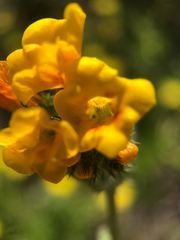 Amsinckia spectabilis