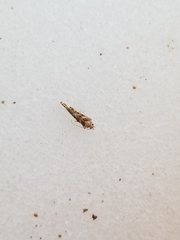 Aristotelia elegantella