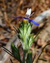 Eriastrum sapphirinum