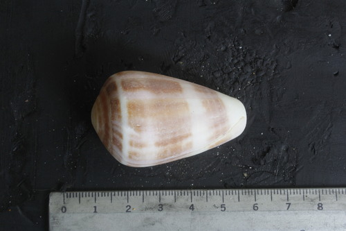Conus gladiator