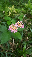 Lantana