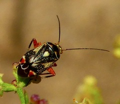 Polymerus elegans