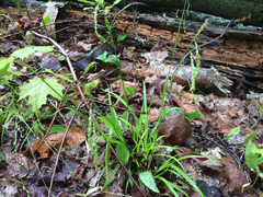 Carex arctata
