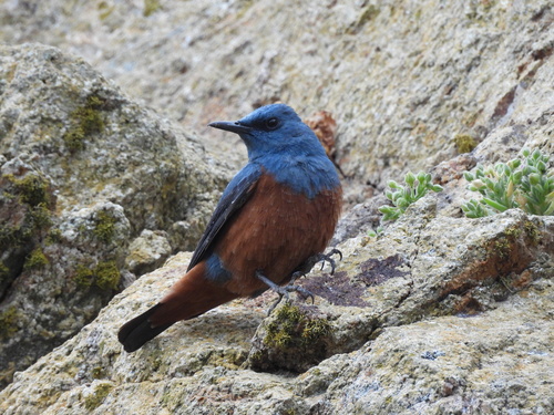 Blue Rock-Thrush
