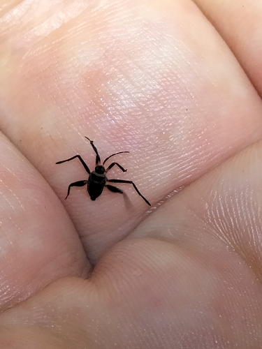 Rhagovelia australica observed 2024-05-25
