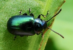 Gastrophysa cyanea