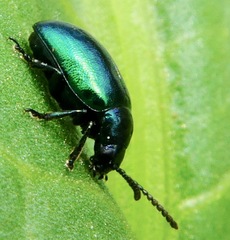 Gastrophysa cyanea