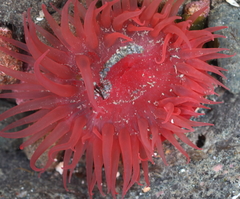 Aulactinia