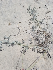 Psorothamnus emoryi arenarius
