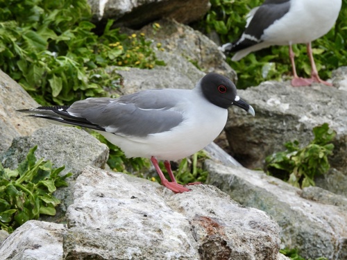 Swallow-tailed Gull｜燕尾鸥 参考照片