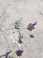 Psorothamnus emoryi arenarius