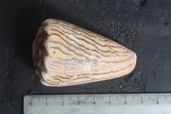 Conus princeps