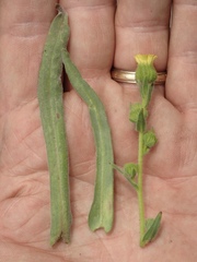 Madia gracilis gracilis