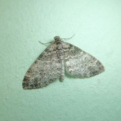 Lobophora halterata